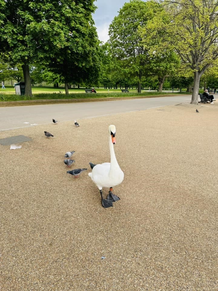 Welcome to London, UK photo 27