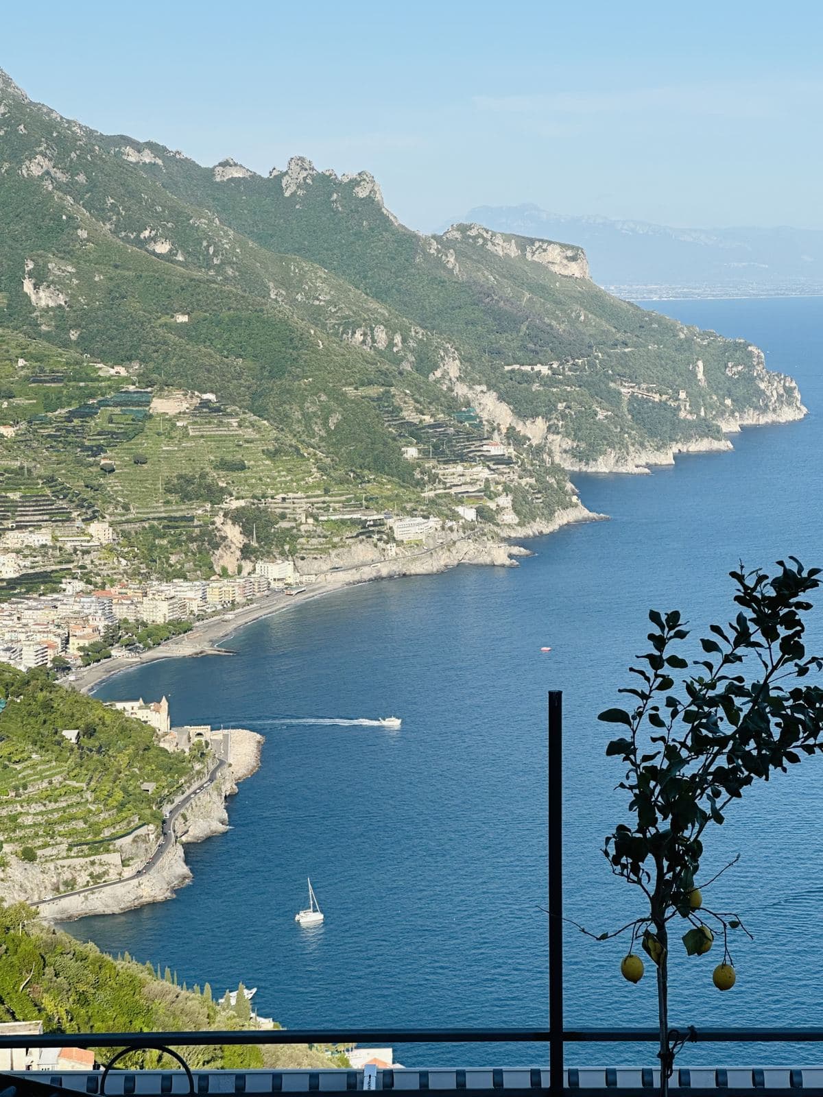 The Amalfi coastline framed by lemon trees