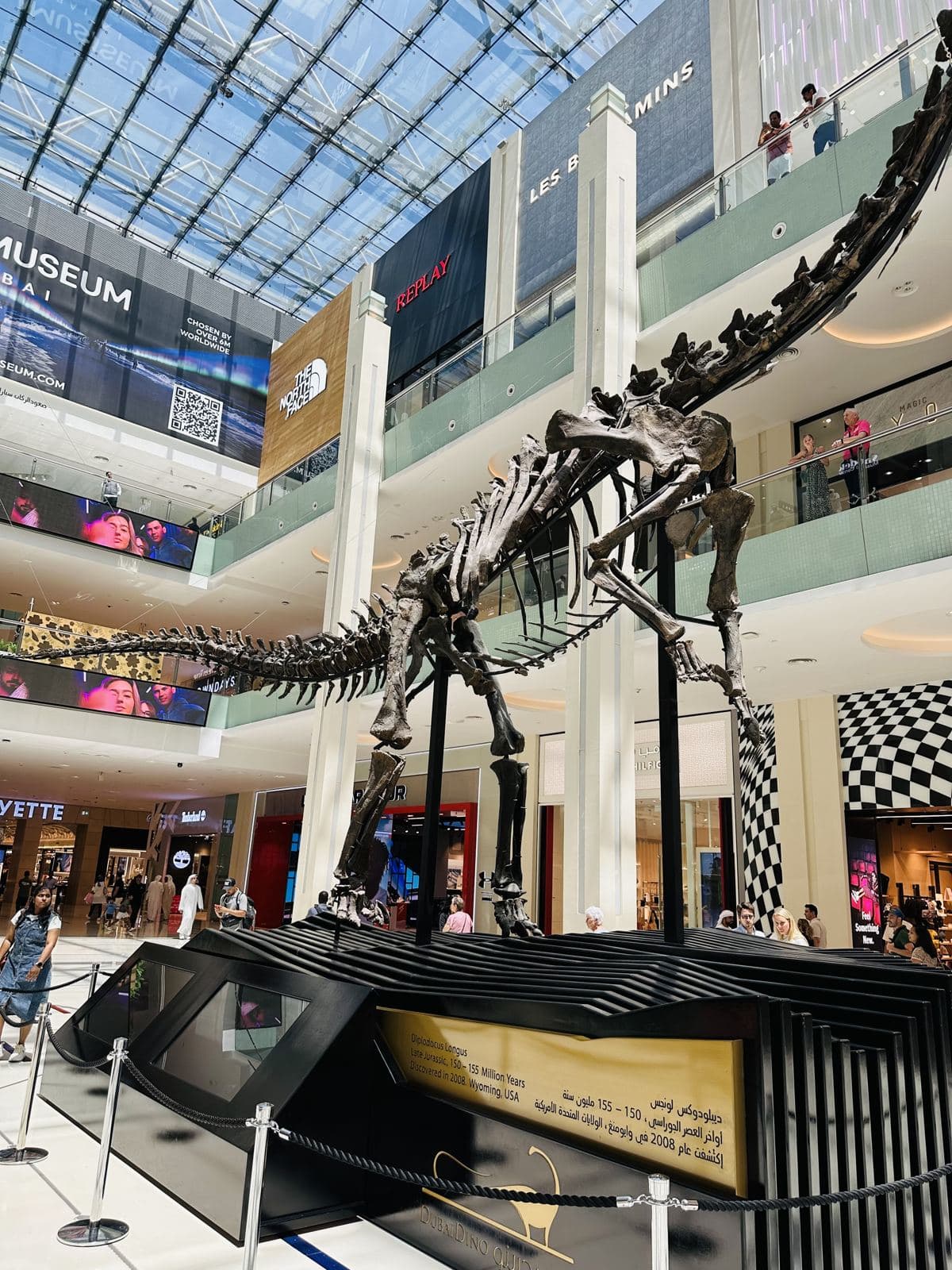 The Diplodocus skeleton in The Dubai Mall