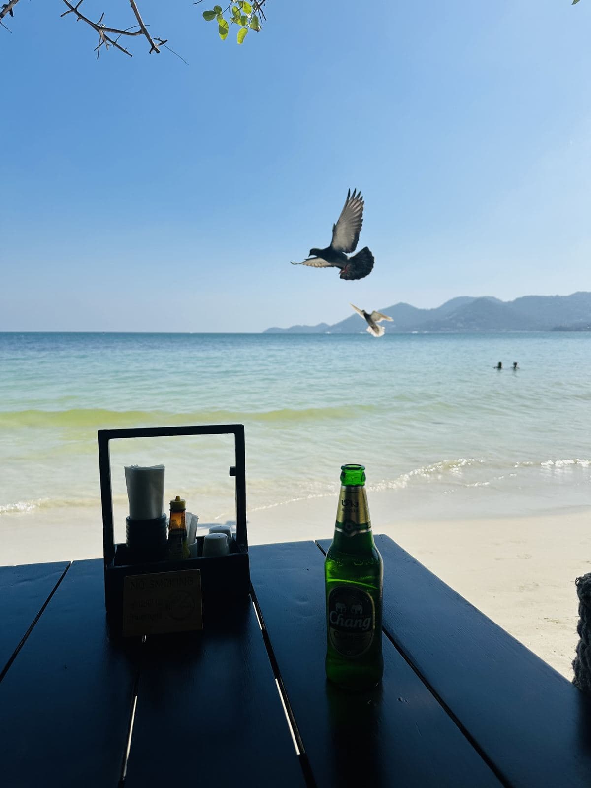 A cold beer at a beach bar as a bird swoops past