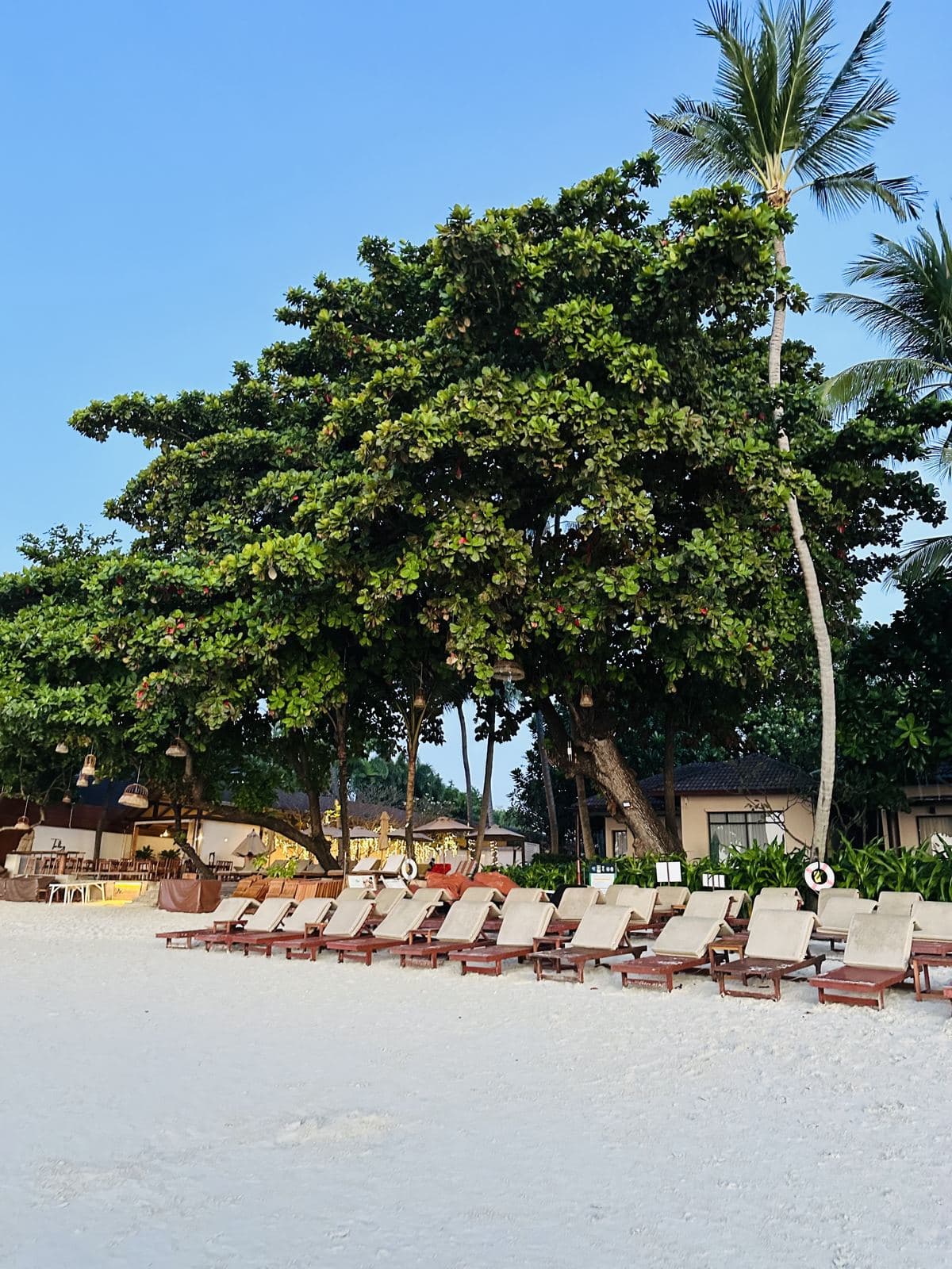 Loungers waiting under the trees