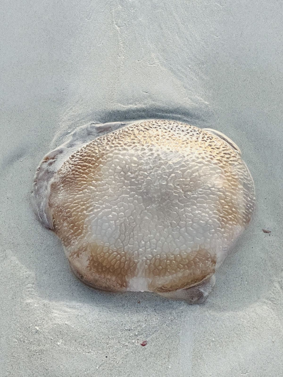 A jellyfish washed up on the morning sand