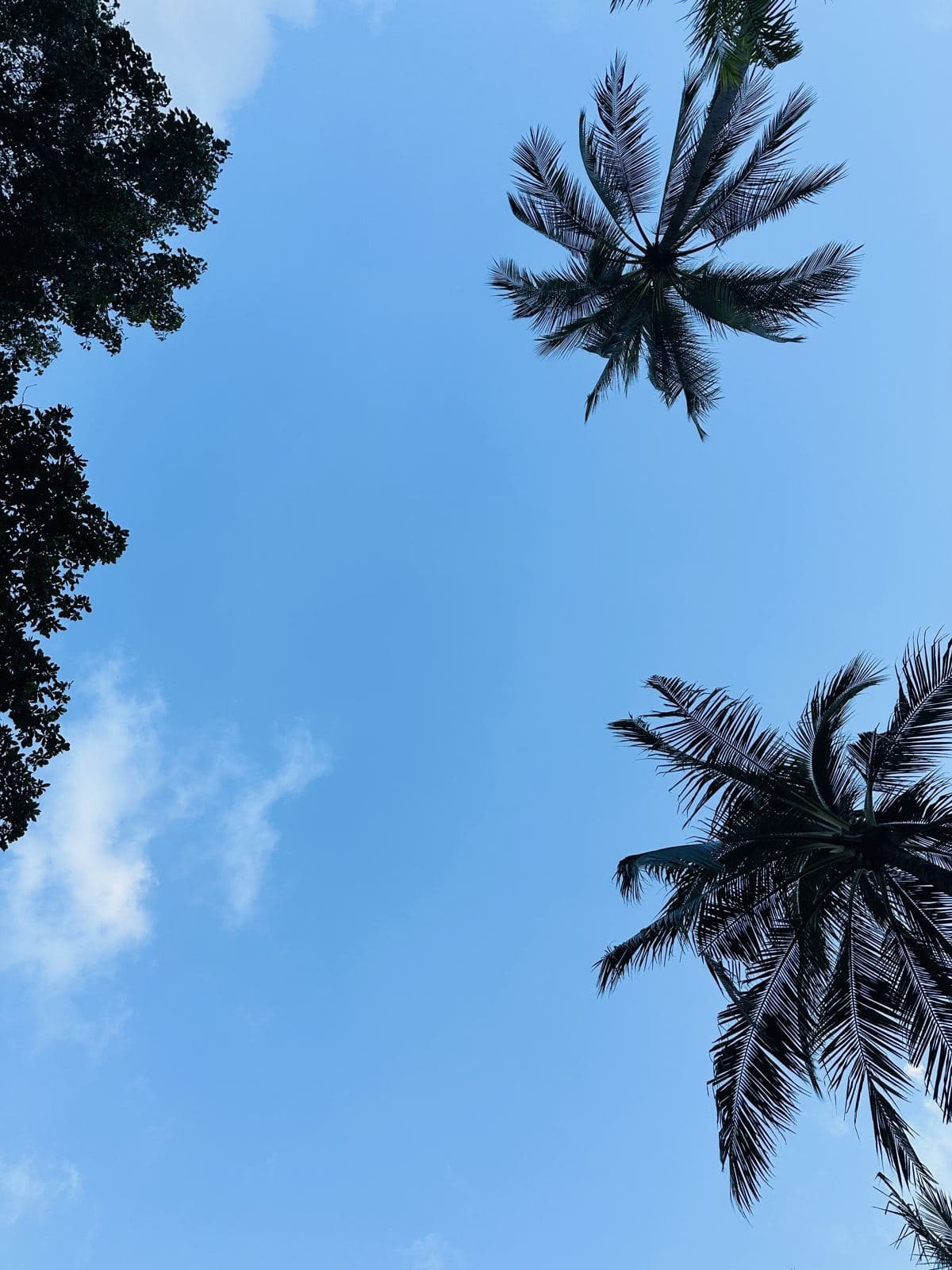 Coconut palms against a blue sky