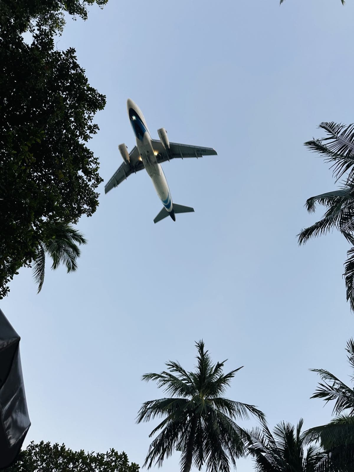 A plane on final approach seen through the palms
