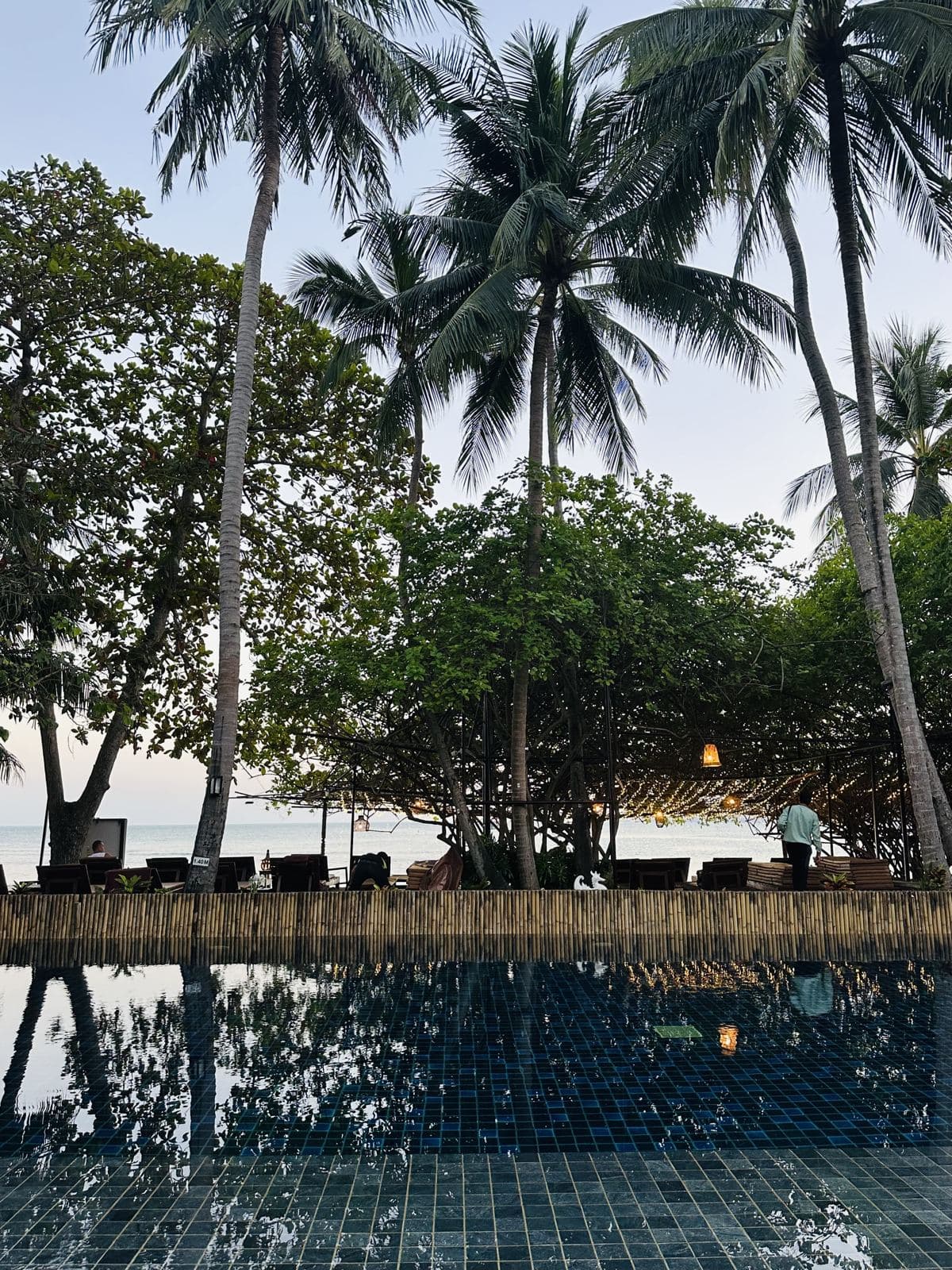 The pool framed by coconut palms