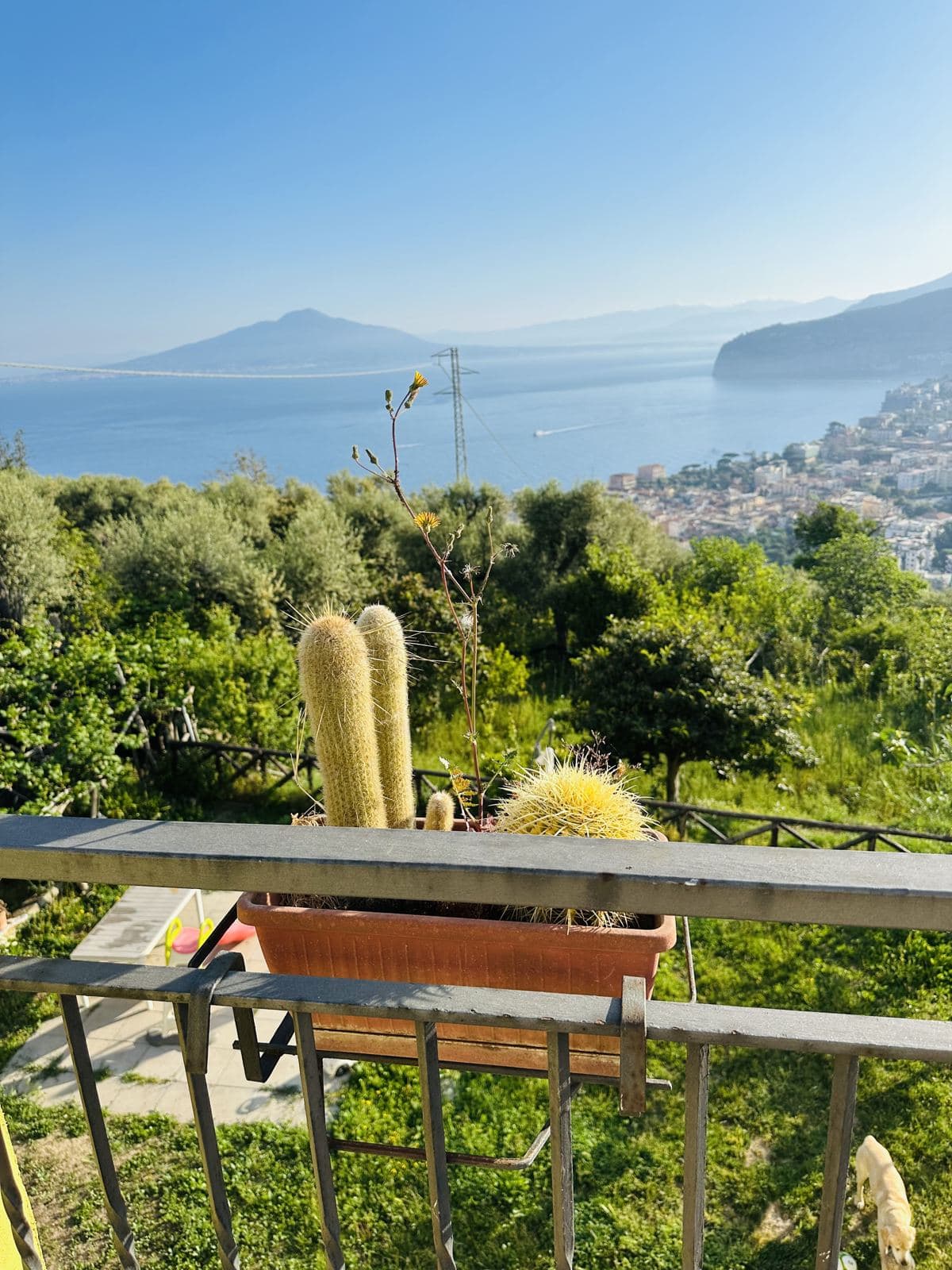 Vesuvius across the bay from a Sorrento garden