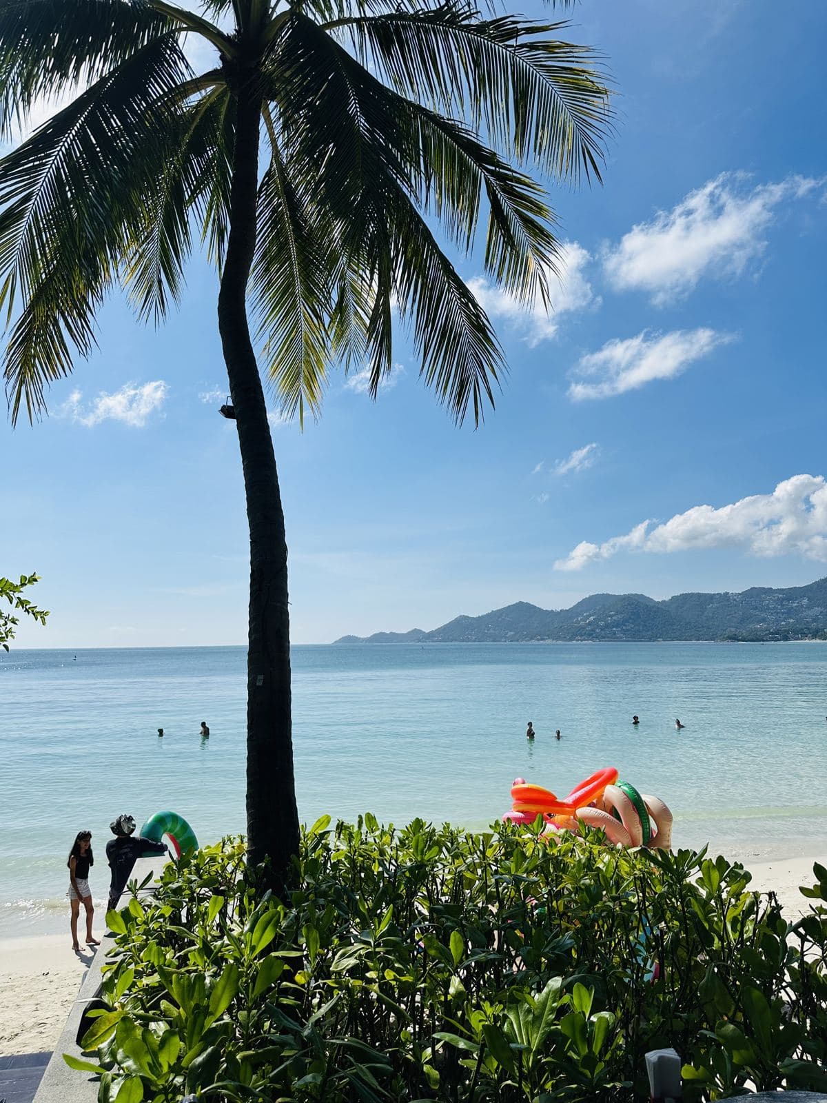 A coconut palm leaning over Chaweng Beach, Koh Samui